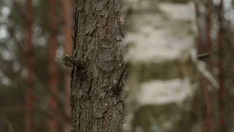 Forest. pine and birch defocus Stock Footage 82539412