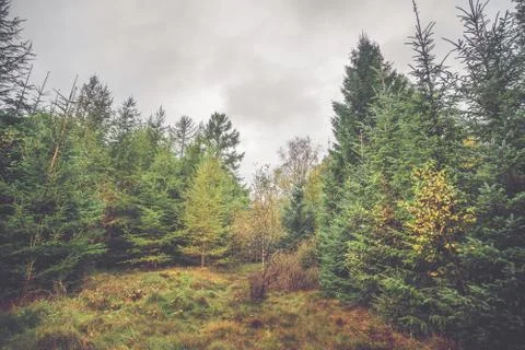 Forest with pine and birch trees Stock Photos