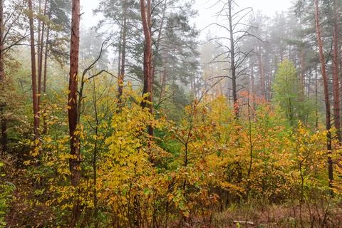 Forest with pine and deciduous trees in autumn foggy morning 스톡 사진