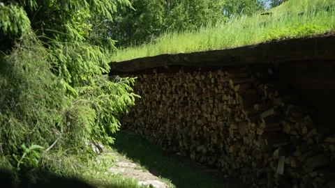 Forest pine and spruce trees. Log trunks pile 스톡 동영상 199255778