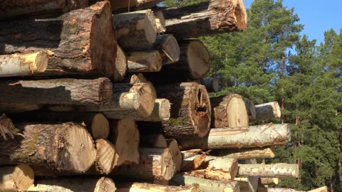 Forest pine and spruce trees. Stock Footage 201661048