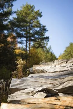 Forest pine and spruce trees. Log trunks pile, the logging timber wood industry. Stock Photos