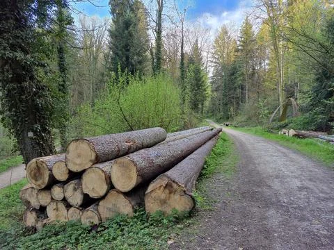 Forest pine and spruce trees. Log trunks pile, the logging timber wood indu.. Stock Photos