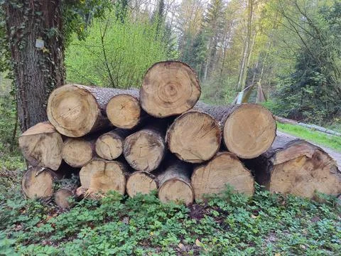 Forest pine and spruce trees. Log trunks pile, the logging timber wood indu.. Stock Photos