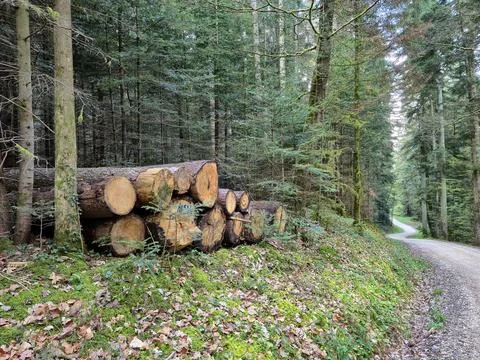 Forest pine and spruce trees. Log trunks pile, the logging timber wood indu.. Stock Photos