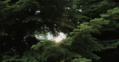 Forest pine, in the background the sun shines through the rays Stock Footage 159181830