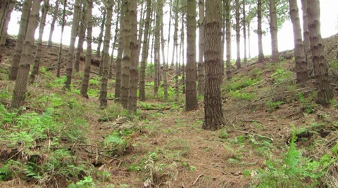 Forest (Pine) 库存影片 32707740