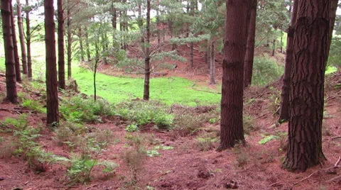 Forest (Pine) 库存影片 32707752