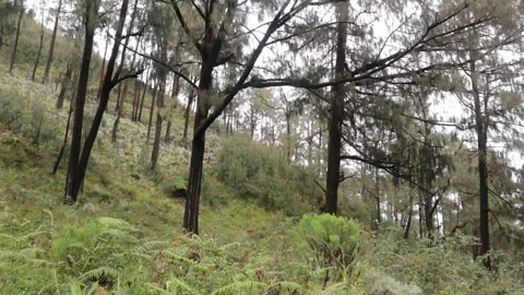 Forest Pine Stock Footage 173989580