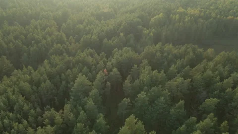 Forest. Pine forest. Aerial view. Stock Footage 140774475