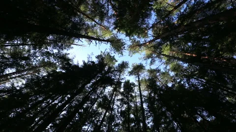 Forest, Pine forest, wildlife. sky Stock Footage 52803204