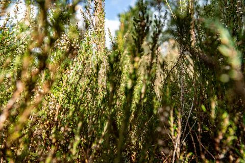 Forest Pine Leaves Stock Photos