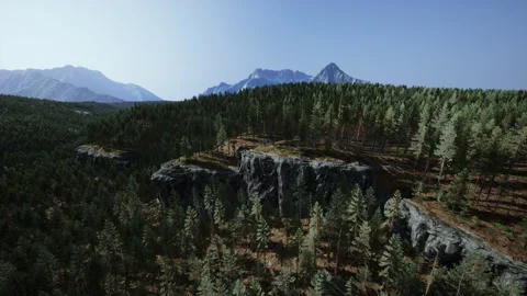 Forest of pine in the mountains Stock Footage 229634957