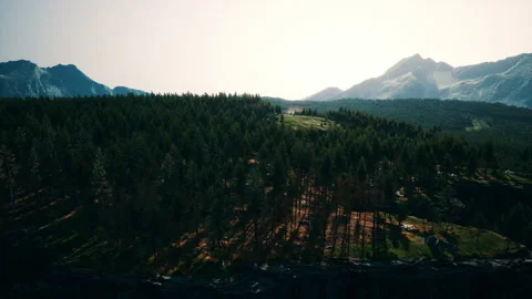 Forest of pine in the mountains Stock Footage 232665080