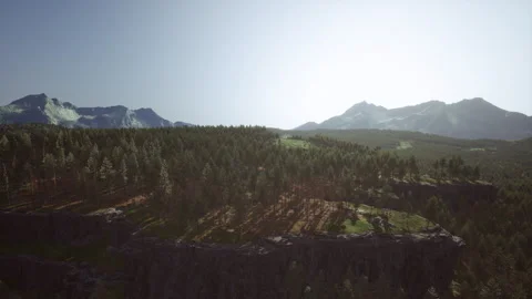 Forest of pine in the mountains Stock Footage 236620516