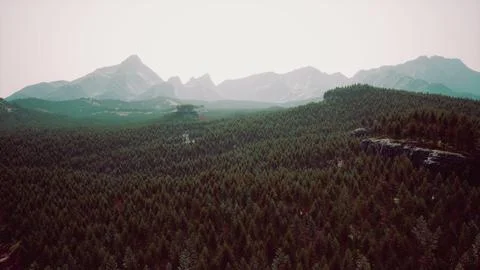Forest of pine in the mountains Stock Illustration