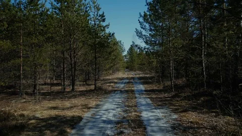 Forest pine road tree, winter, spring pine, fog, landscape, summer, green, sun Stock Footage 87852368