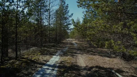 Forest pine road tree, winter, spring pine, fog, landscape, summer, green, sun Stock Footage 87852602