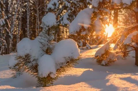 Forest pine snow sunset winter Stock Photos