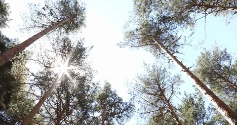 Forest pine top trees from down Stock Footage 93384670