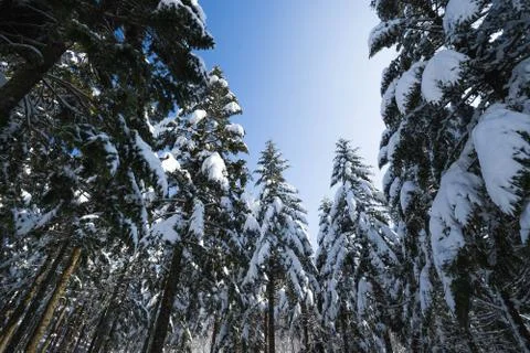Forest pine tree covered with snow road Stock Photos