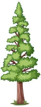 Forest pine tree isolated Stock Illustration
