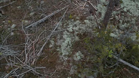 Forest with pine tree, old trees and new spruce trees, pedestal drone shot Stock Footage 168329012