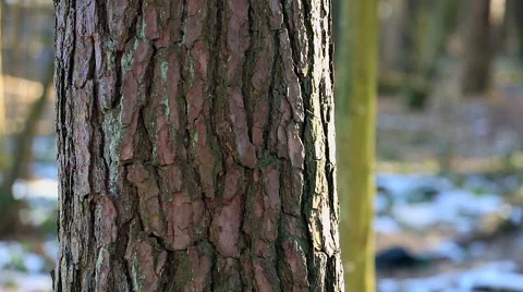 Forest pine tree trunk Stock Footage 58654310
