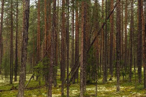 Forest with pine. Tree trunks. Northen green forest. Stock Photos