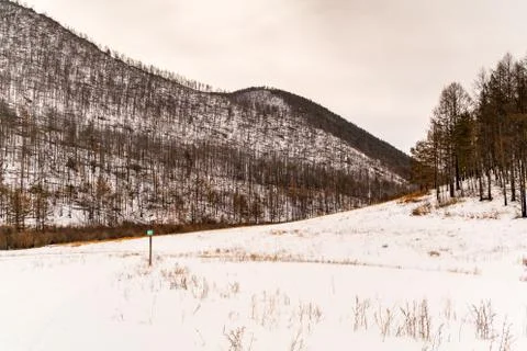 Forest of pine trees and snow covered mountain at Olkhon Island Stock Photos