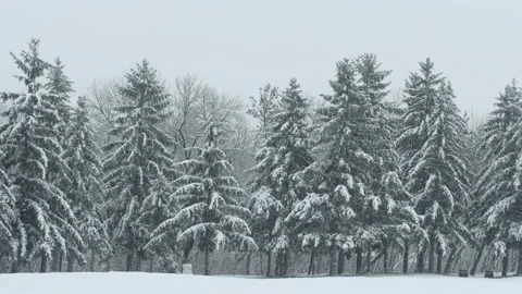 Forest with pine trees and strong  blizzard of snow on winter season Stock Footage 147131099