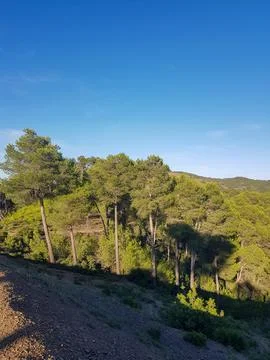 Forest of Pine Trees and Sunlight Stock Photos