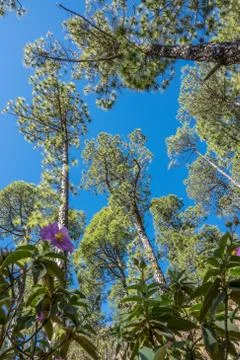 Forest of pine trees in Caldera de Taburiente Stock Photos