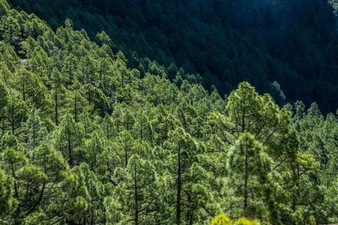 Forest of pine trees in Caldera de Taburiente Stock Photos