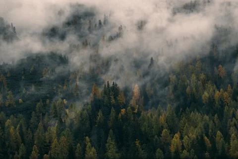 A forest of pine trees covered in mist and fog in the Dolomites. Stock Photos