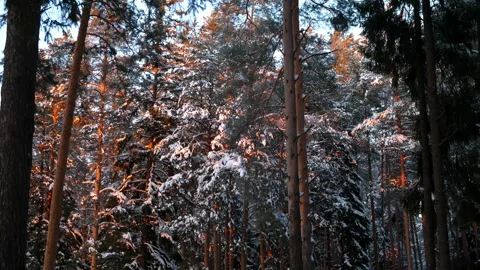 Forest with pine trees covered snow illuminated by winter sun at sunset. Stock Footage 276351352