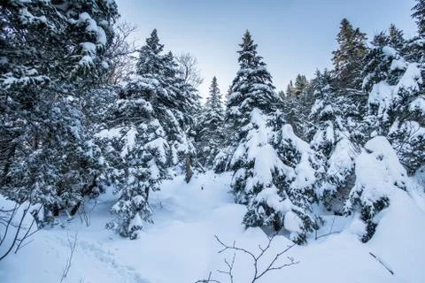 Forest pine trees covered with snow  Stock Photos
