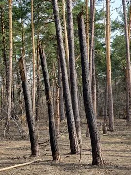 Forest with pine trees damaged by explosive impact, highlighting the destru.. Stock Photos