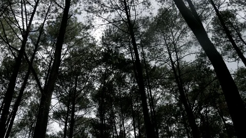 Forest pine trees, driving point of view Stock Footage 111636033