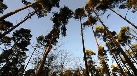 Forest of Pine trees Stock Footage 10699588