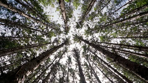 Forest of pine trees Stock Footage 147930710