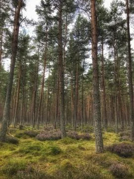 A forest of pine trees in late summer Stock Photos