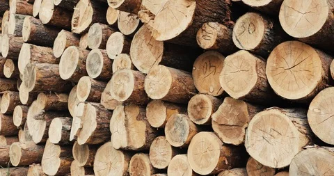 Forest pine trees log trunks felled by the logging timber industry.Forest 스톡 동영상 94905513
