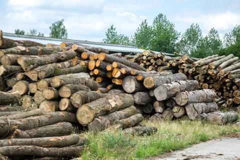 Forest pine trees log trunks Foto stock