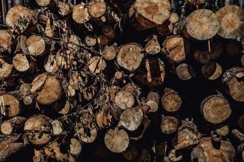 Forest pine trees log trunks felled by the logging timber industry Stock Photos