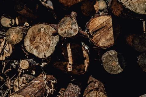 Forest pine trees log trunks felled by the logging timber industry Stock Photos