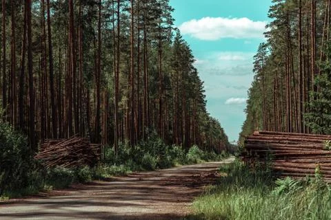 Forest pine trees log trunks felled by the logging timber industry Stock Photos