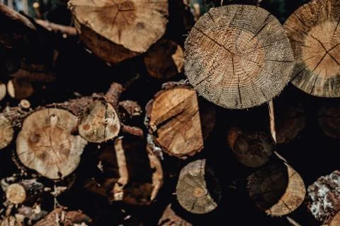 Forest pine trees log trunks felled by the logging timber industry Stock Photos