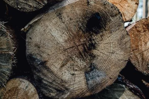 Forest pine trees log trunks felled by the logging timber industry Stock Photos
