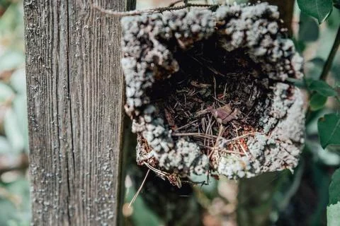Forest pine trees log trunks felled by the logging timber industry Stock Photos